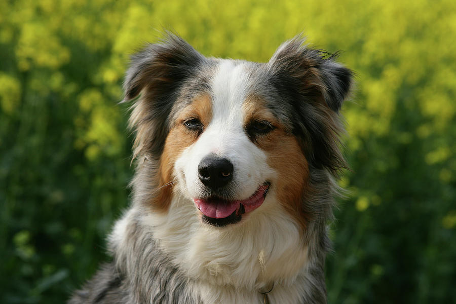 Australian Shepherd 45 Photograph By Bob Langrish - Fine Art America