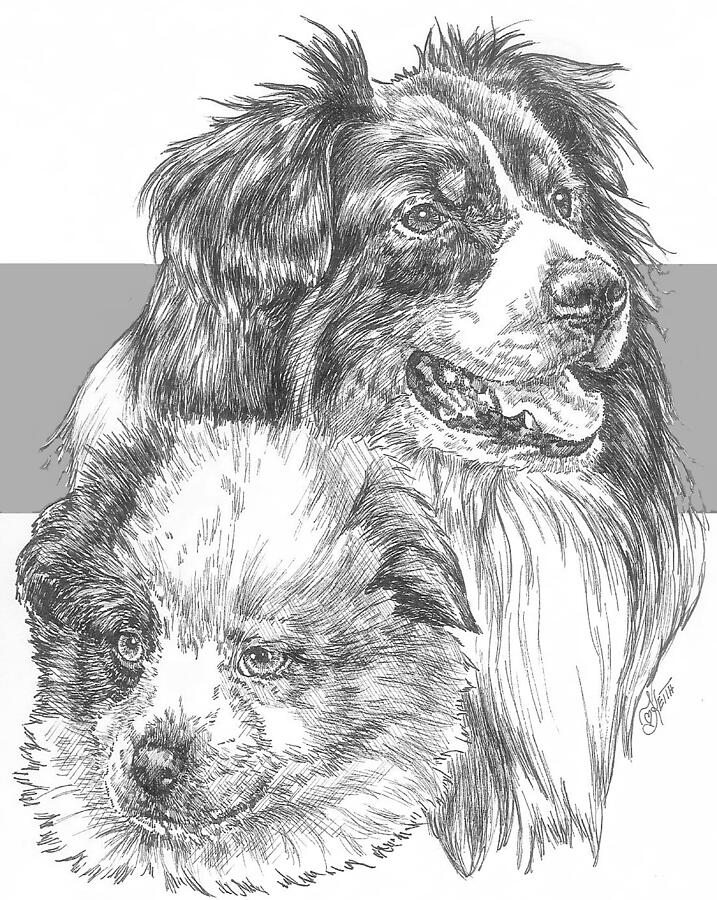 Dog Drawing - Australian Shepherd and Pup by Barbara Keith