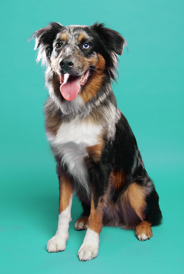 Trifexis sales australian shepherd