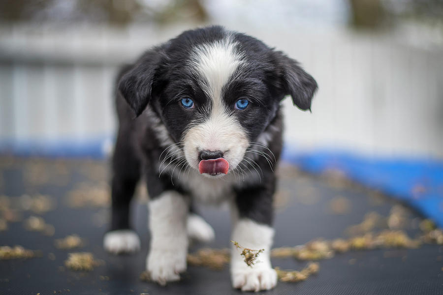 Australian Sheppard Puppy Photograph by Bill Cubitt