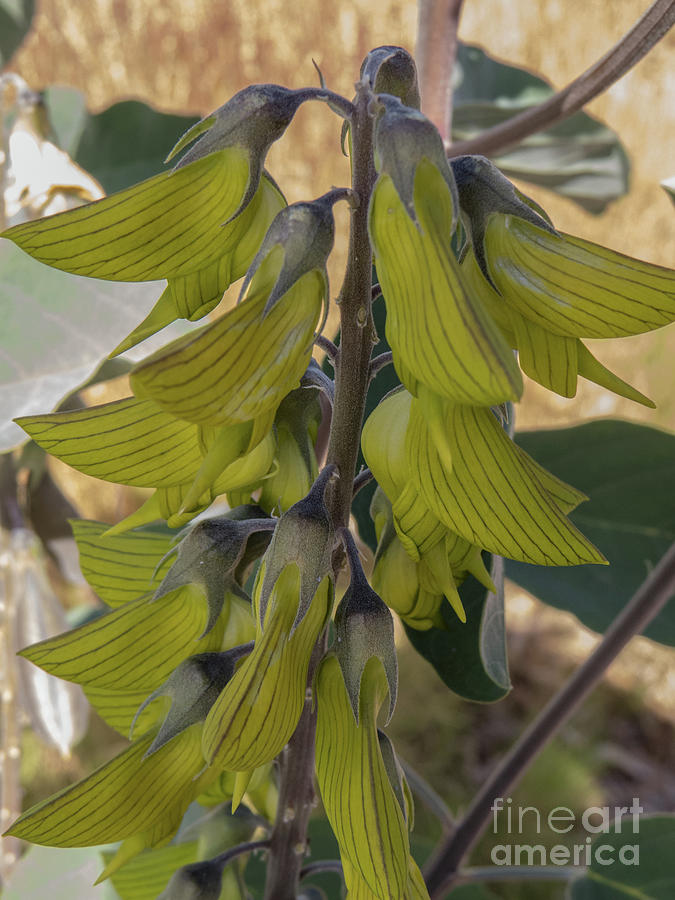 Australian Birdflower plant Photograph by Christy Garavetto