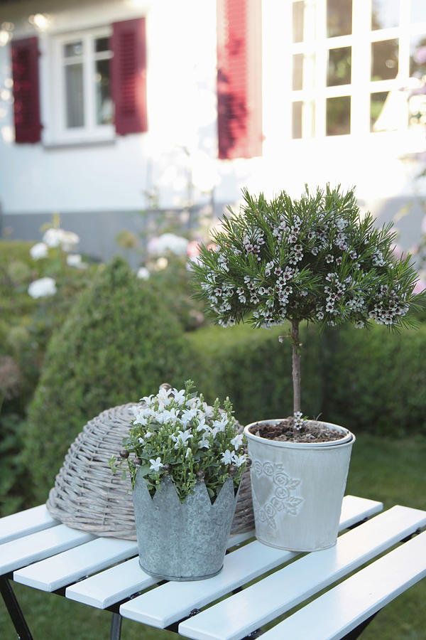 Australian Waxflower Trained As A Standard And Dalmatian Bellflower Planted In Zinc Crown Photograph by Sonja Zelano