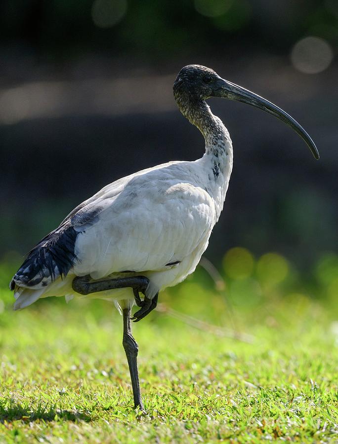 Nature Photograph - Australian White Ibis by Dr P. Marazzi/science Photo Library