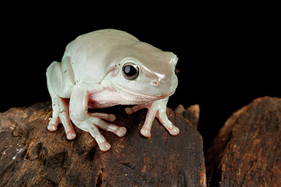 Australian Whites Tree Frog Photograph by David Kenny