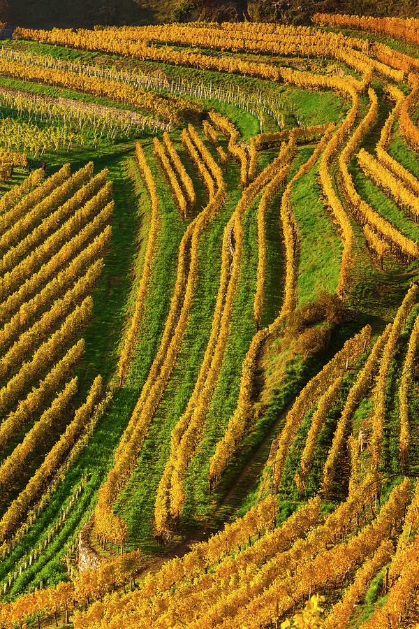 Austria, Lower Austria, Wachau, Vineyards Near Spitz An Der Donau, Autumn Digital Art by Olimpio Fantuz