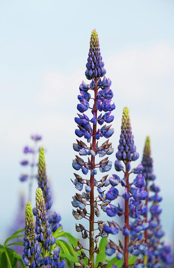 Austria, Lupine Flower, Close Up Photograph by Westend61