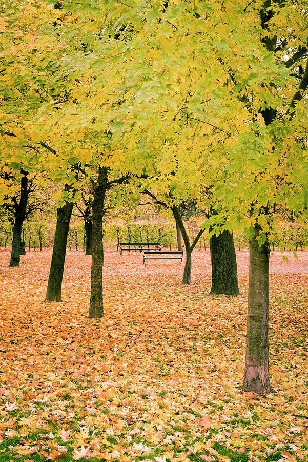 Austria, Vienna, Augarten, Leaves With Autumn Colors, Augarten Digital Art by Gavin Gough