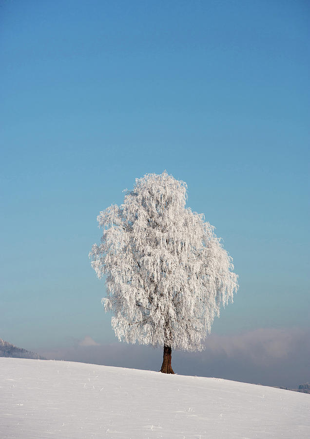 Austria, View Of Birch Tree On Snowy Photograph by Westend61