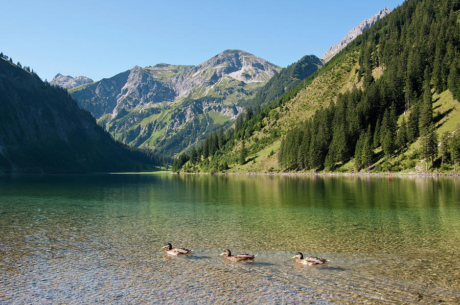 Austria, View Of Lake Vilsalpsee, Ducks Photograph by Westend61