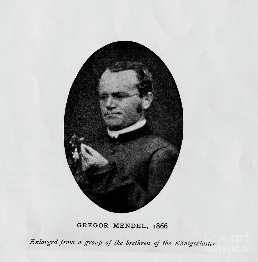Austrian Botanist Gregor Mendel Photograph by Bettmann