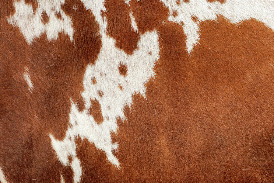 Authentic Cowhide Photograph by Cgbaldauf