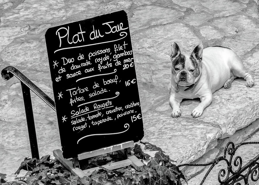 Authentic French Bulldog, Black and White Photograph by Marcy Wielfaert