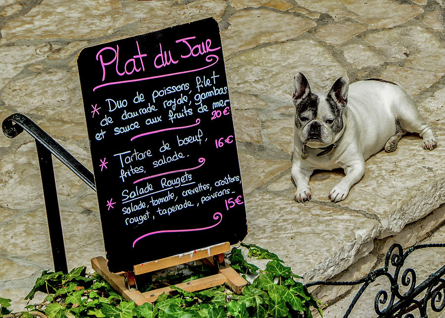Authentic French Bulldog Photograph by Marcy Wielfaert