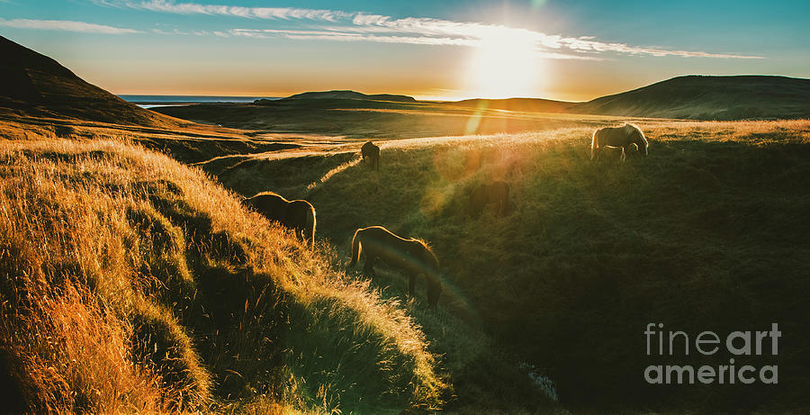 Authentic wild Icelandic horses in nature riding in golden. Photograph by Joaquin Corbalan