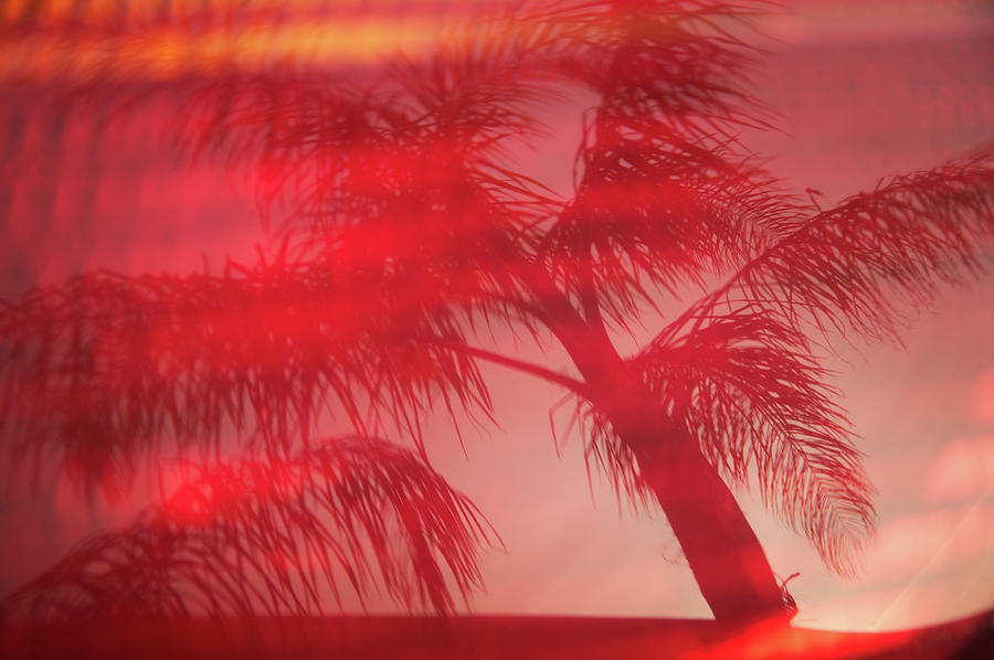 Automobile Exterior Reflecting Palm Tree Photograph by Chuck Pefley Automobile Exterior Reflecting Palm Tree Photograph by Chuck Pefley