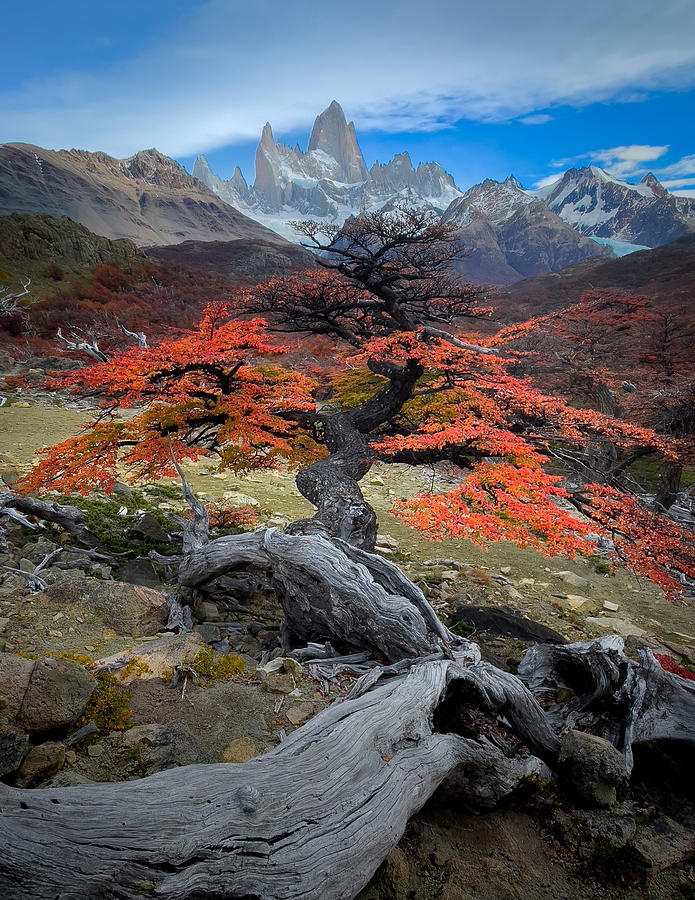 Mountain Photograph - Autum In Fitz Roy by Bing Li