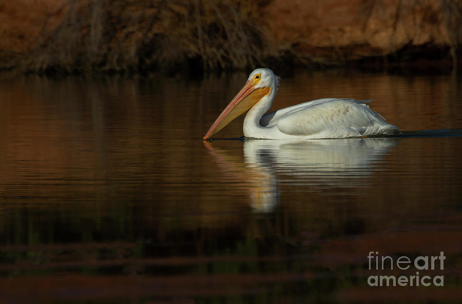 Autumn Morning with an American White Pelican  Photograph by Ruth Jolly