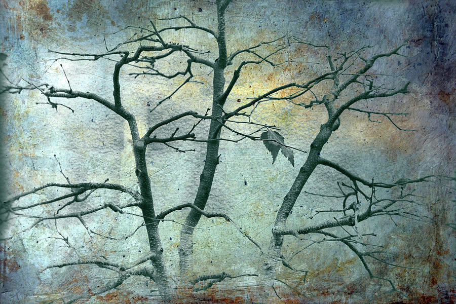 It is the Light of Perished Stars by Cynthia Dickinson It is the Light of Perished Stars by Cynthia Dickinson