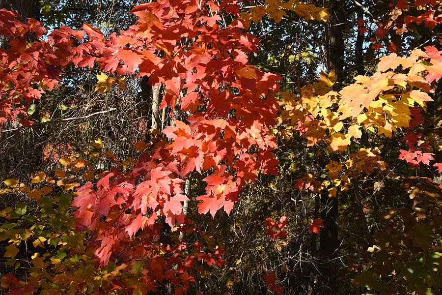 Autumn 111 Photograph by Joyce StJames