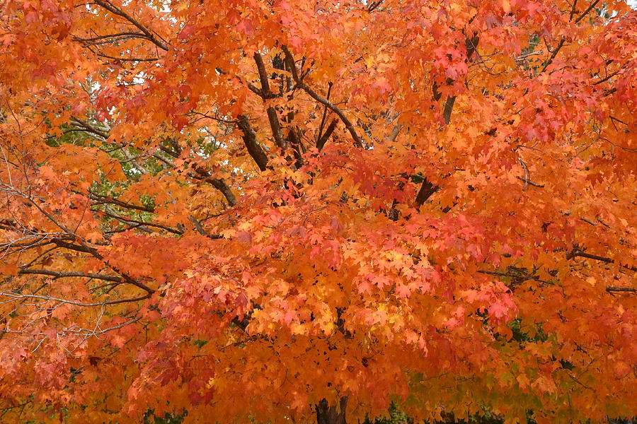 Autumn 128 Photograph by Joyce StJames