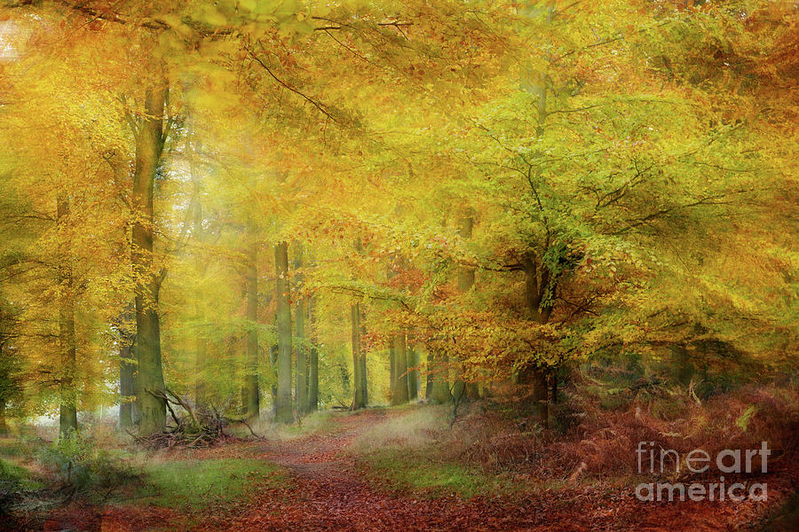 Tree Photograph - Autumn Abstract by Ann Garrett
