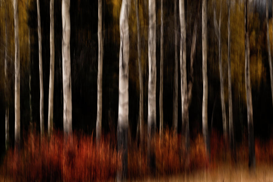 Banff National Park Photograph - Autumn Abstract by Catherine Reading