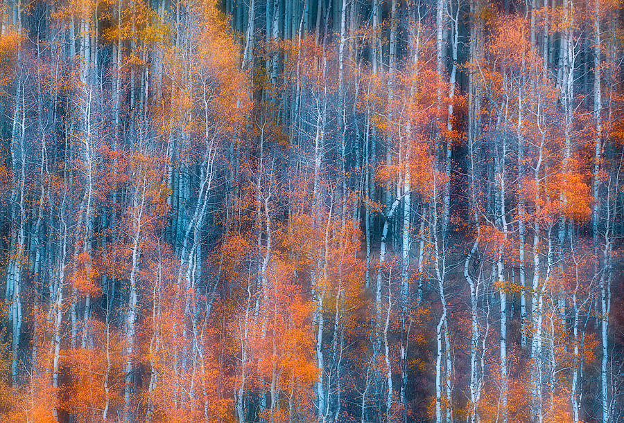 Autumn Abstract Photograph by Mei Xu