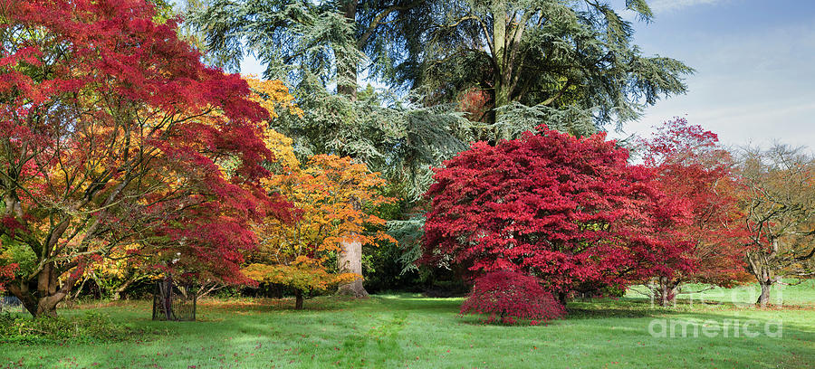 Autumn Acers Westonbirt Arboretum Panoramic Photograph by Tim Gainey
