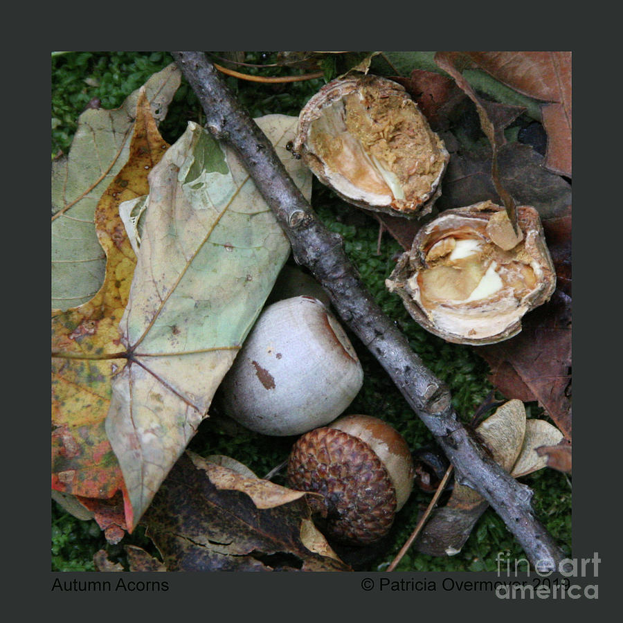 Autumn Acorns Photograph by Patricia Overmoyer