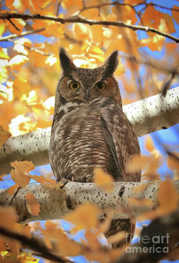 Autumn Afternoon Owl Photograph by Carol Groenen
