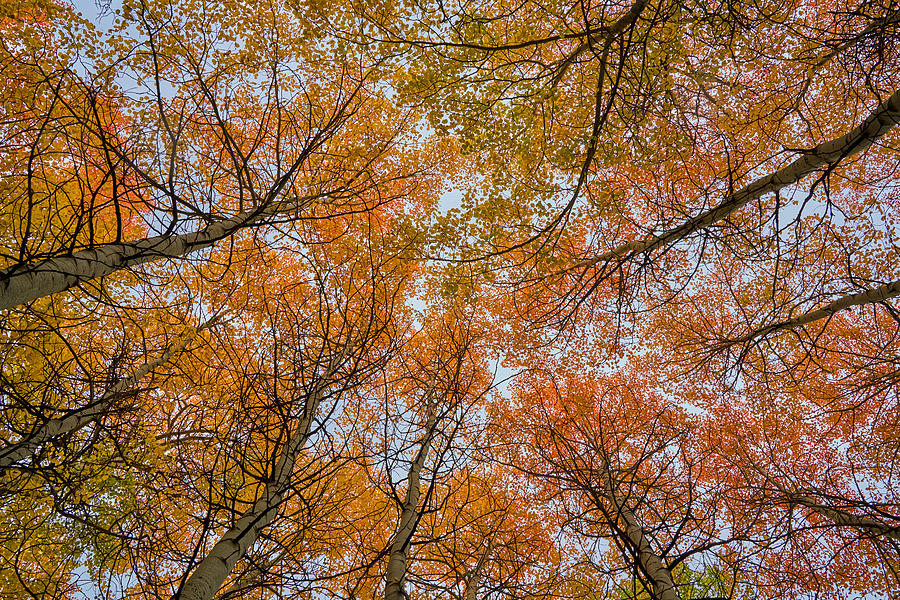 Autumn Aloft Photograph