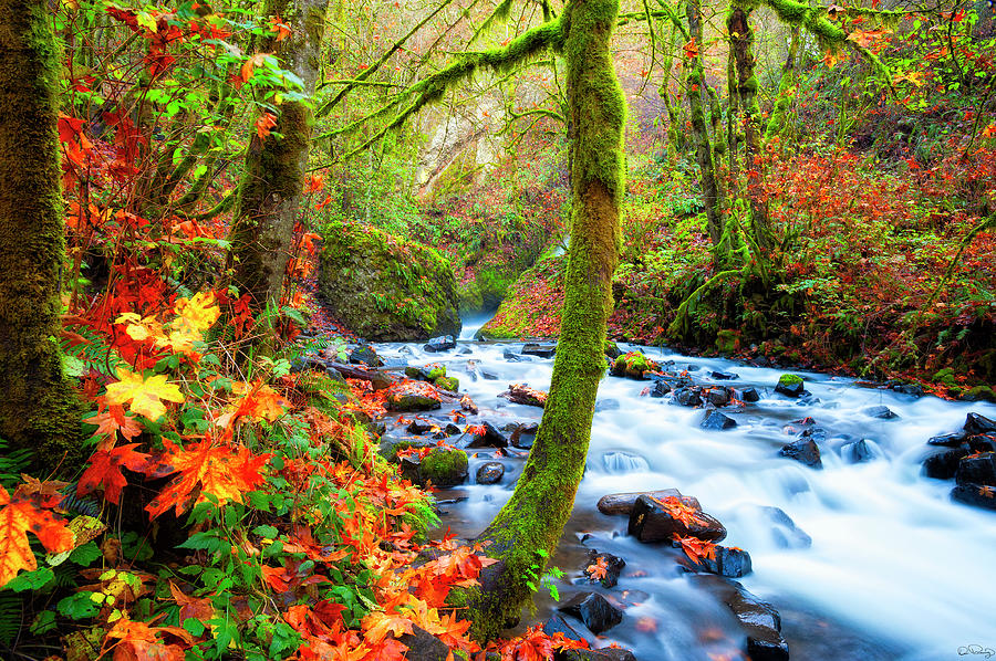 Autumn Along Bridal Veil Creek Columbia River Gorge Photograph by Dee Browning