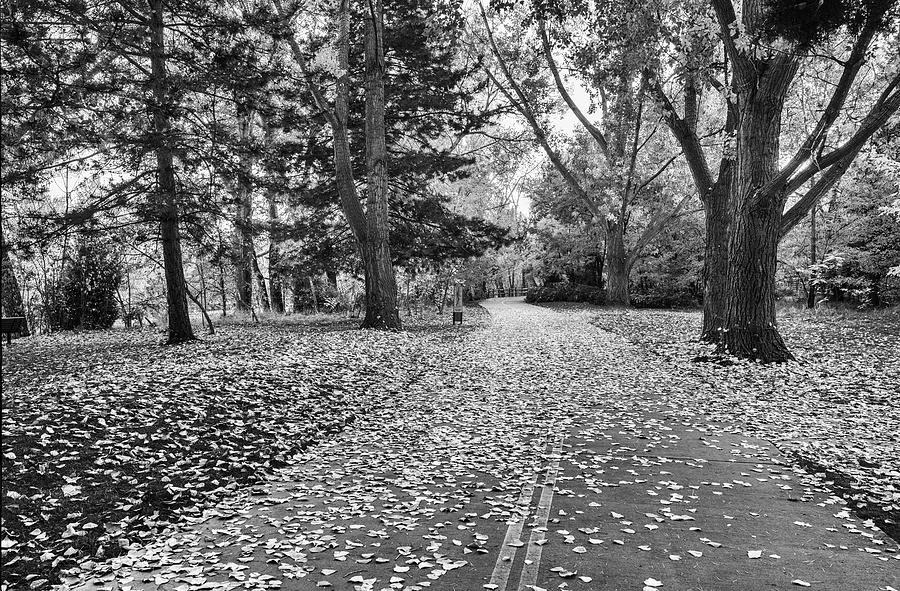 Autumn along Greenbelt Boise Idaho in Black and white 2 Photograph by Vishwanath Bhat