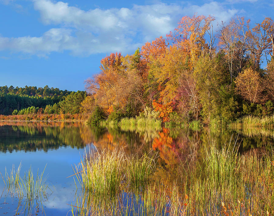 Autumn Along Lake, Tyler State Park Photograph by