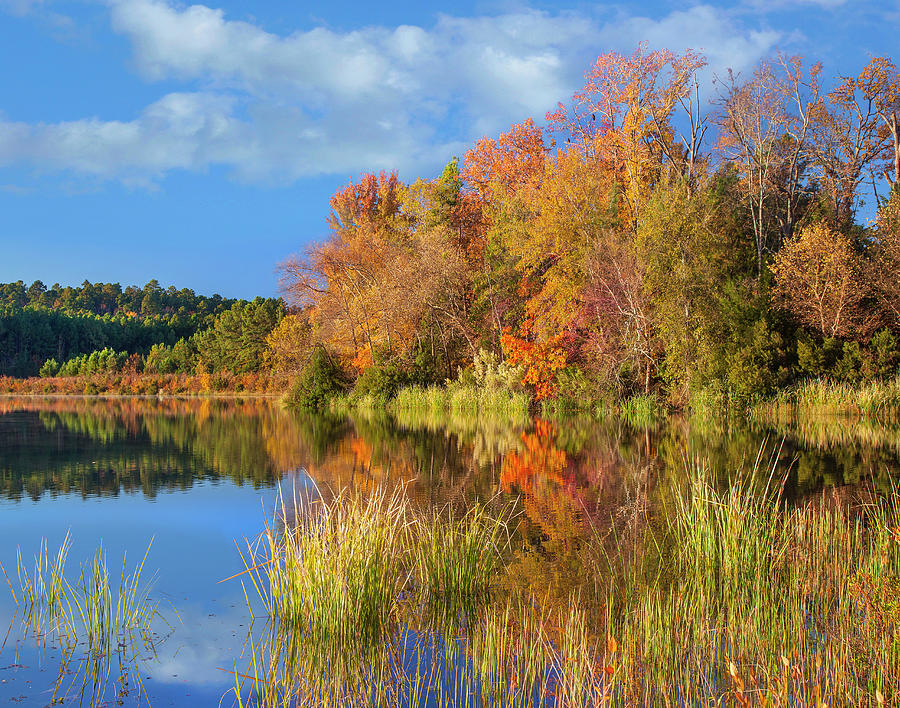 Autumn Along Lake, Tyler State Park, Texas Photograph by Tim Fitzharris