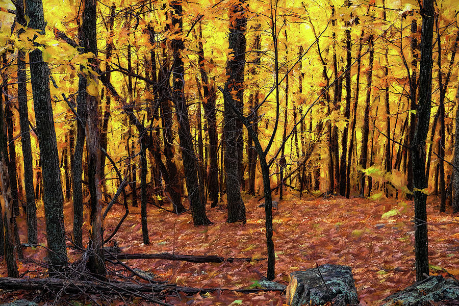 Autumn Amber Glow AP Painting by Dan Carmichael