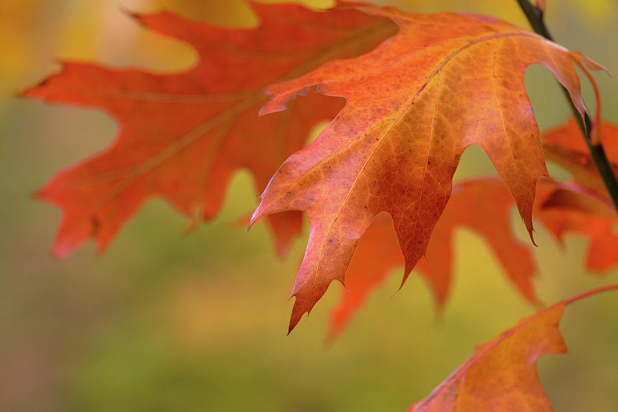 Fall Photograph - Autumn American Oak Leaves by Cora Niele