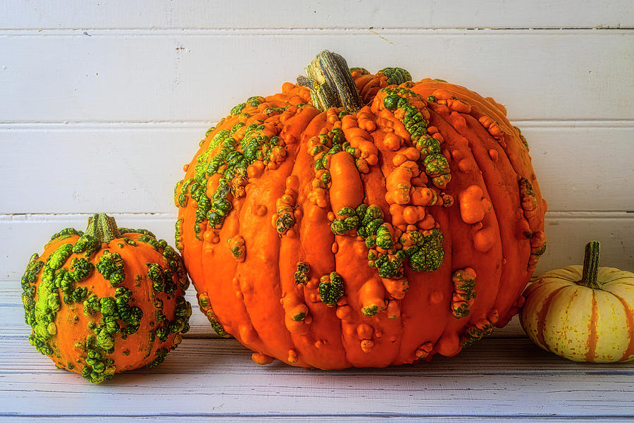 Pumpkin Photograph - Autumn And knuklehead Pumpkins by Garry Gay