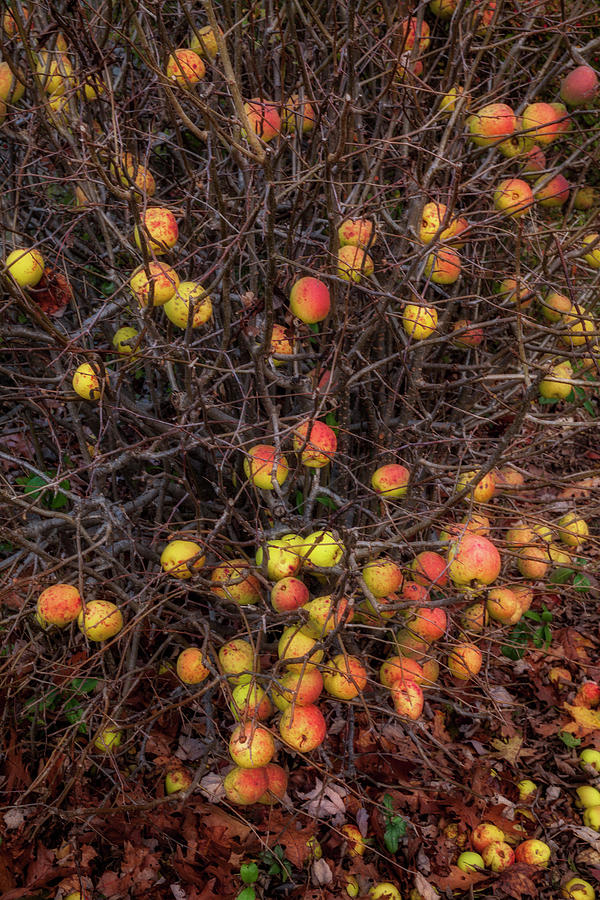 Autumn Apples Photograph by Irwin Barrett