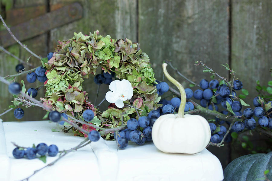 Autumn Arrangement Of Branch Of Sloes, Wreath Of Hydrangeas And White Pumpkin Photograph by Angelica Linnhoff