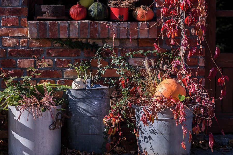 Autumn Arrangement With Big Zinc Buckets, Wild Wine And Pumpkin Photograph by Joanna Stolowicz
