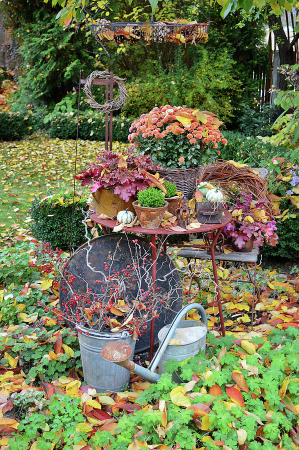 Autumn Arrangement With Chrysanthemum And Perennials In The Garden Photograph by Christin By Hof 9