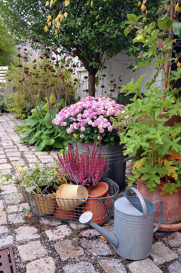 Autumn Arrangement With Chrysanthemum, Scented Geranium, Heather And Watering Can Photograph by Christin By Hof 9