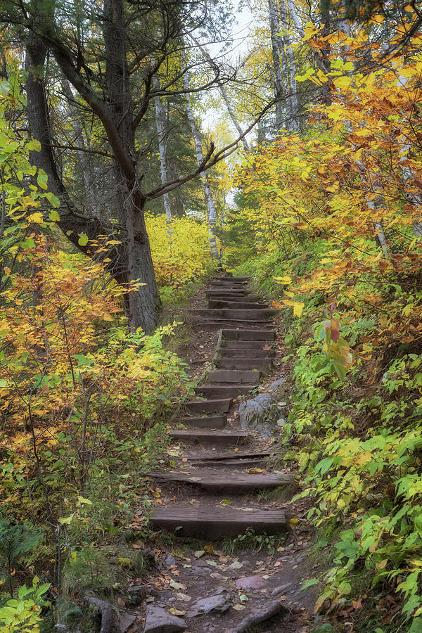 Autumn Ascension at Jay Cooke State Park Photograph by Susan Rissi Tregoning