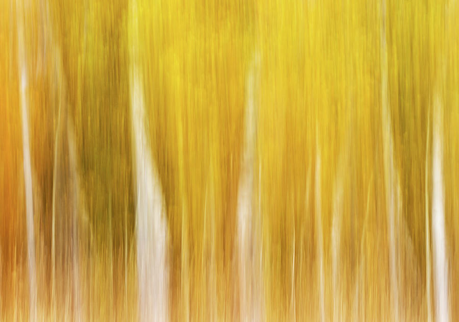 Autumn Aspen Blur Photograph by Max Waugh