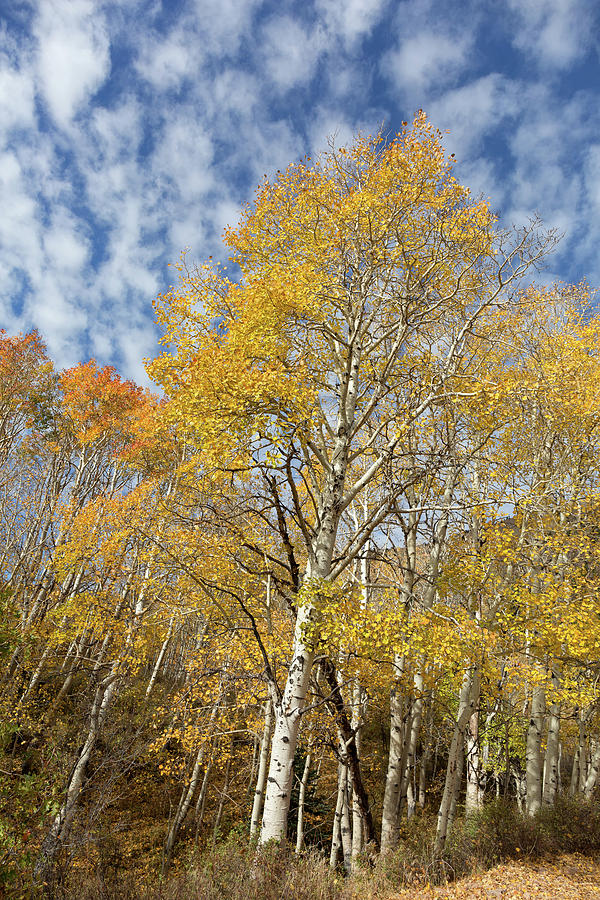 Autumn Aspen in the Abajos Photograph by Kathleen Bishop