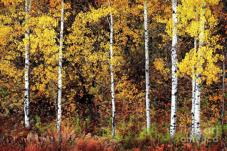 Autumn Aspen Trees Fall Colors Golden Leaves and White Trunk Photograph by Lane Erickson