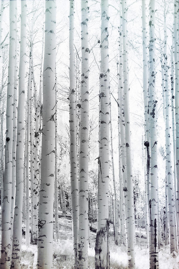 Autumn Aspens in Black And White  Photograph by Saija Lehtonen