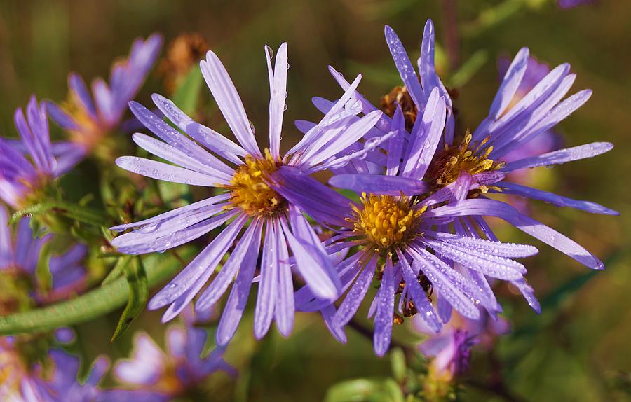 Autumn Aster Photograph by Fred Bailey