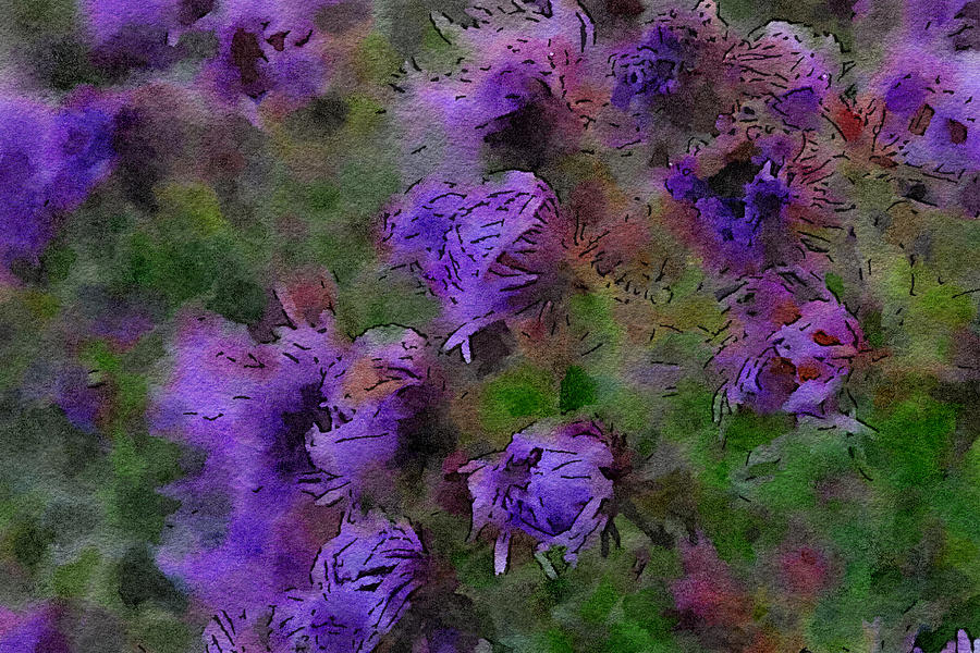 Autumn Asters Photograph by Bonnie Bruno